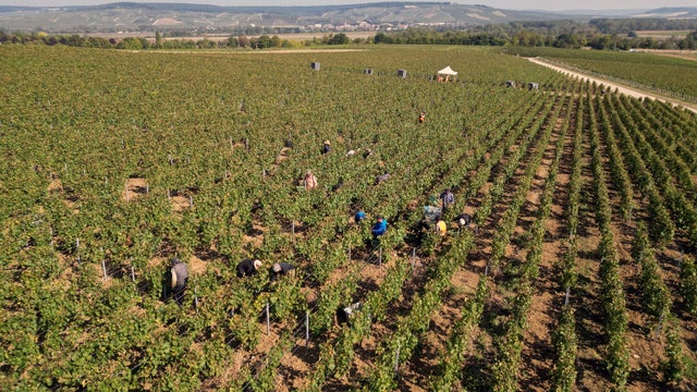 FRANCE-AGRICULTUIRE-VITICULTURE-LABOUR-UNIONS 